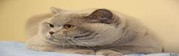British Shorthair cats for stud: QUADRUPLE GRAND CHAMPION TICA in London - Advert 7