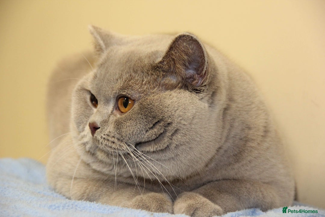 British Shorthair cats for stud: QUADRUPLE GRAND CHAMPION TICA in London - Advert 7