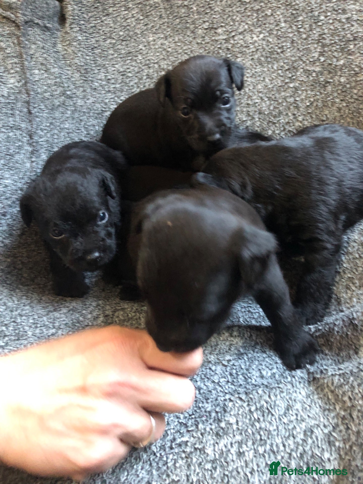 Patterdale Terrier dogs Short & longhaired Patterdale terrier’s - Advert 2