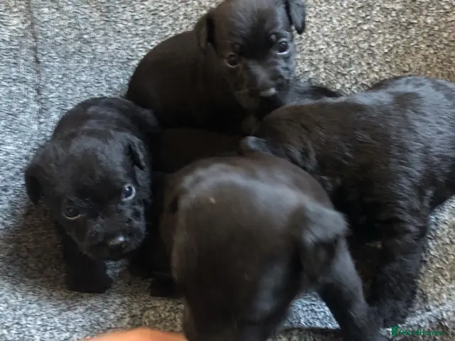 Patterdale Terrier dogs for sale: Short & longhaired Patterdale terrier’s - Advert 2