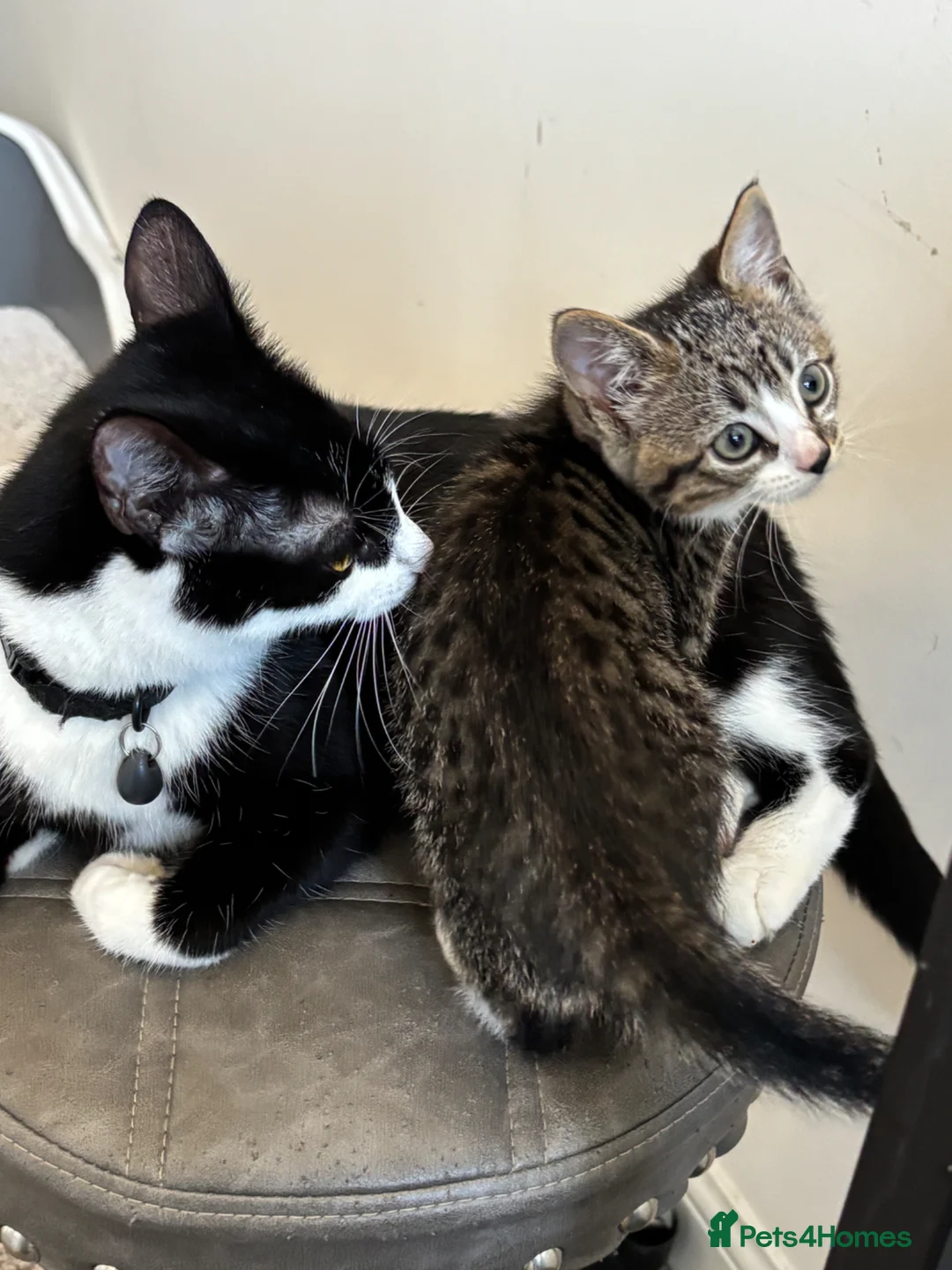 Mixed Breed cats for sale: Beautiful Tabby Kittens - Ready to go - Advert 2