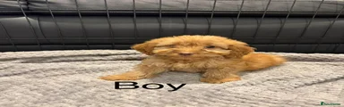 Cockapoo 5