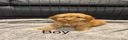 Cockapoo dogs for sale: Cockapoo Puppies Ready Now - Advert 16