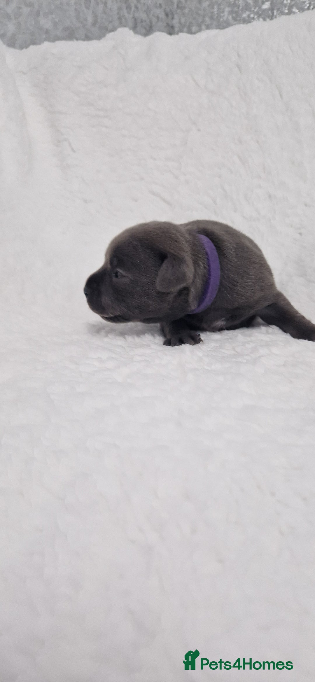 Staffordshire Bull Terrier dogs for sale: 4 Kc Reg Staffordshire Bull Terrier Females 🩷 - Advert 39