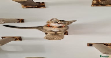British Shorthair cats - Advert 2