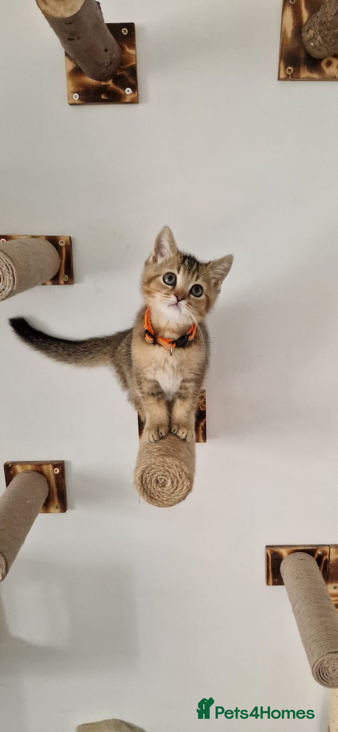 British Shorthair cats for sale: 2 male available TICA register Active British sh - Image 3
