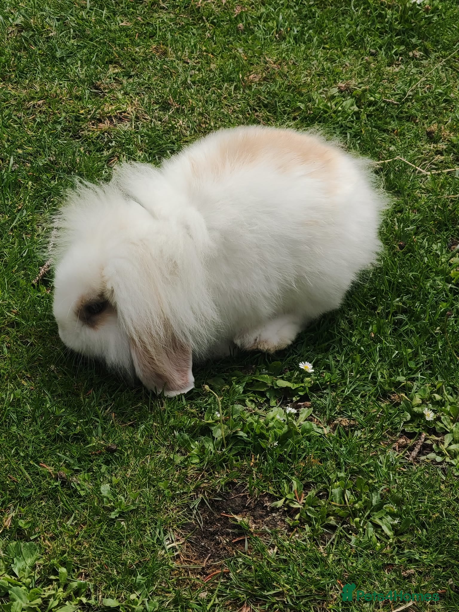 Mini Lion Lop rabbits   5 Mini Lion x lops - Advert 6