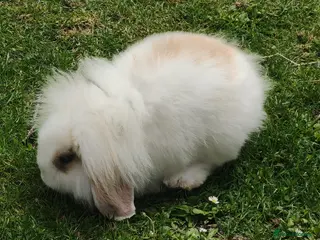 Mini Lion Lop rabbits 5 Mini Lion x lops - Advert 1