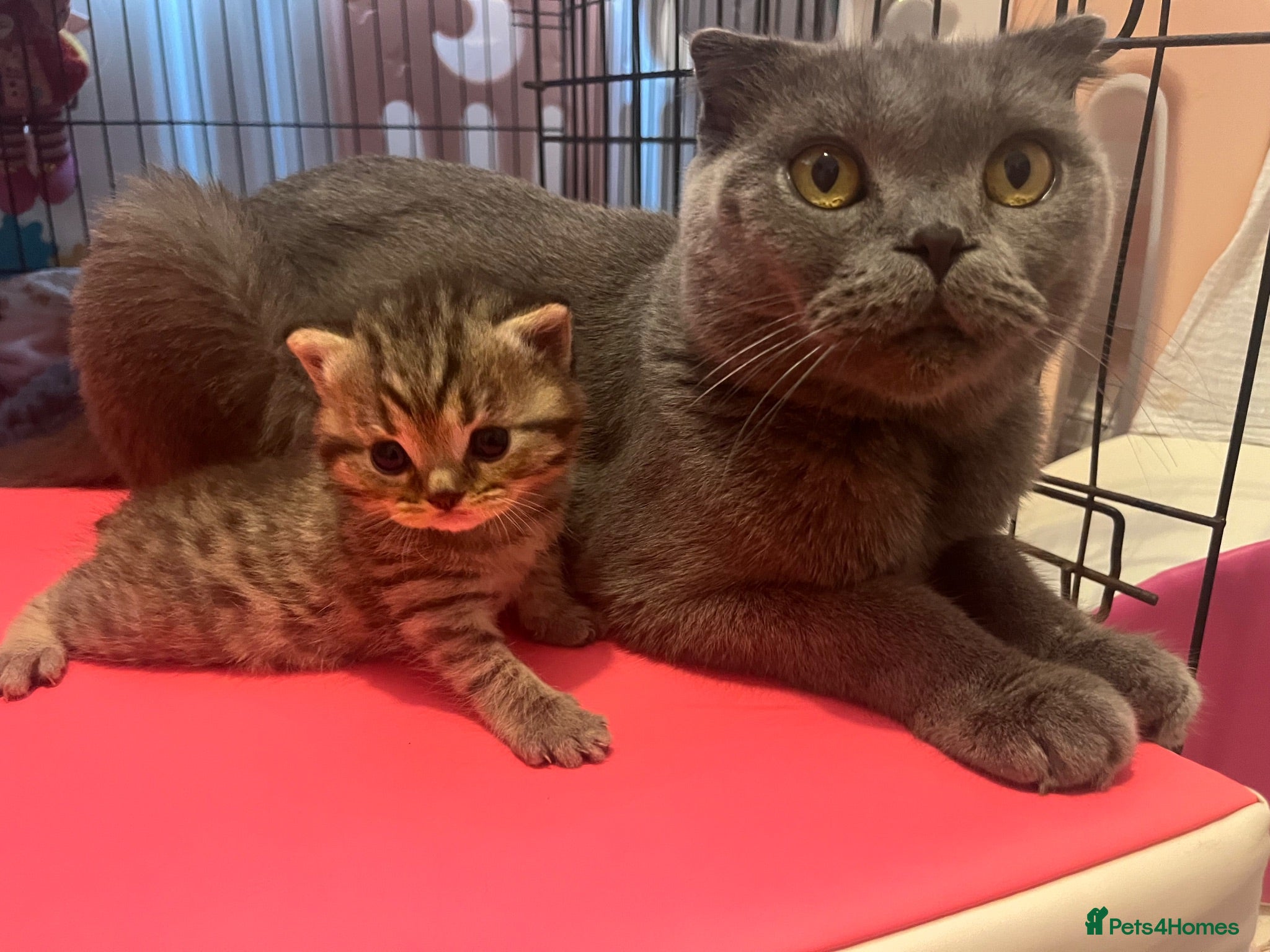 Scottish Fold cats 2 kittens left available  - Advert 6