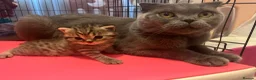 Scottish Fold cats for sale: 2 kittens left available  - Advert 1