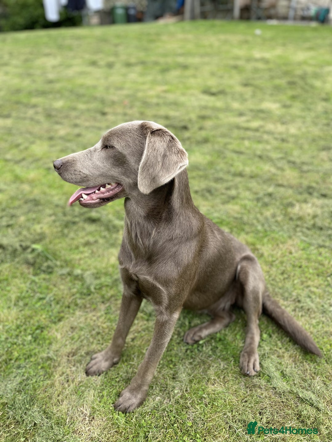 Labradoodle dogs for sale: 5* Fully Vaccinated Australian Labradoodle x Lab - Advert 5