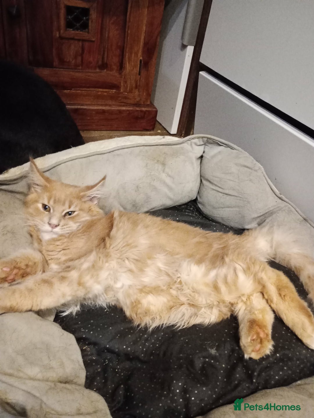 Maine Coon cats for sale: Maine coon pedigree xl - Advert 5