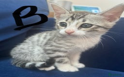 Bengal cats for sale: Bengal kittens  - Image 4