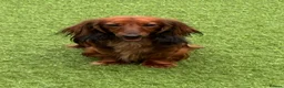 Miniature Dachshund dogs for sale: KC REGISTERED BOY AVAILABLE PET HOME ONLY - Advert 2