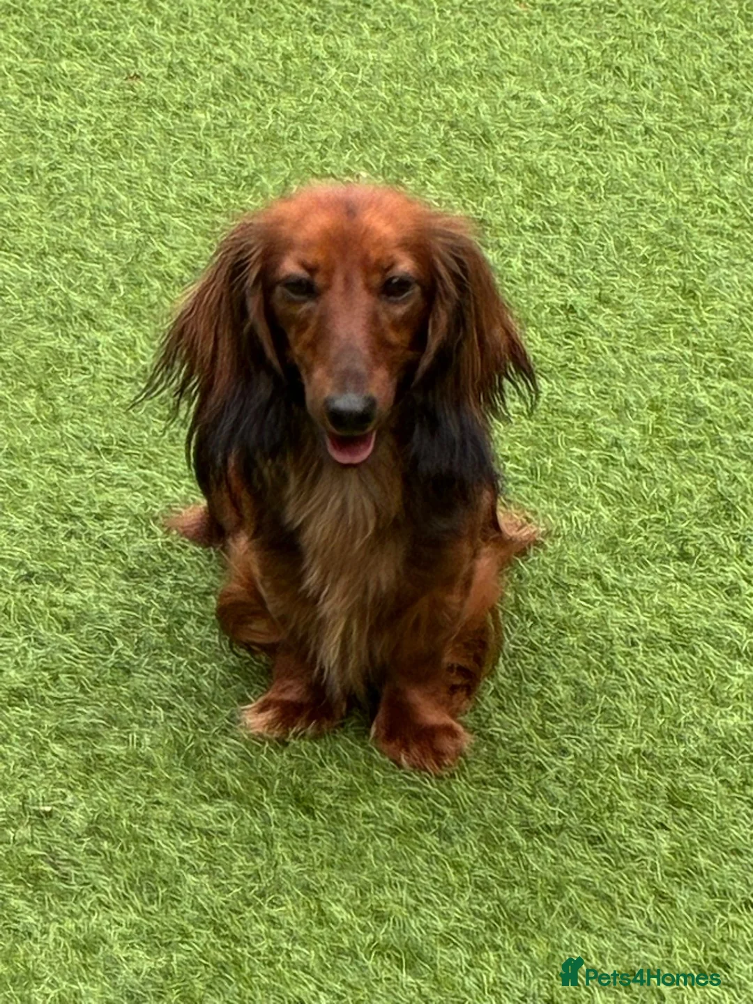 Miniature Dachshund dogs for sale: KC REGISTERED BOY AVAILABLE PET HOME ONLY - Advert 2