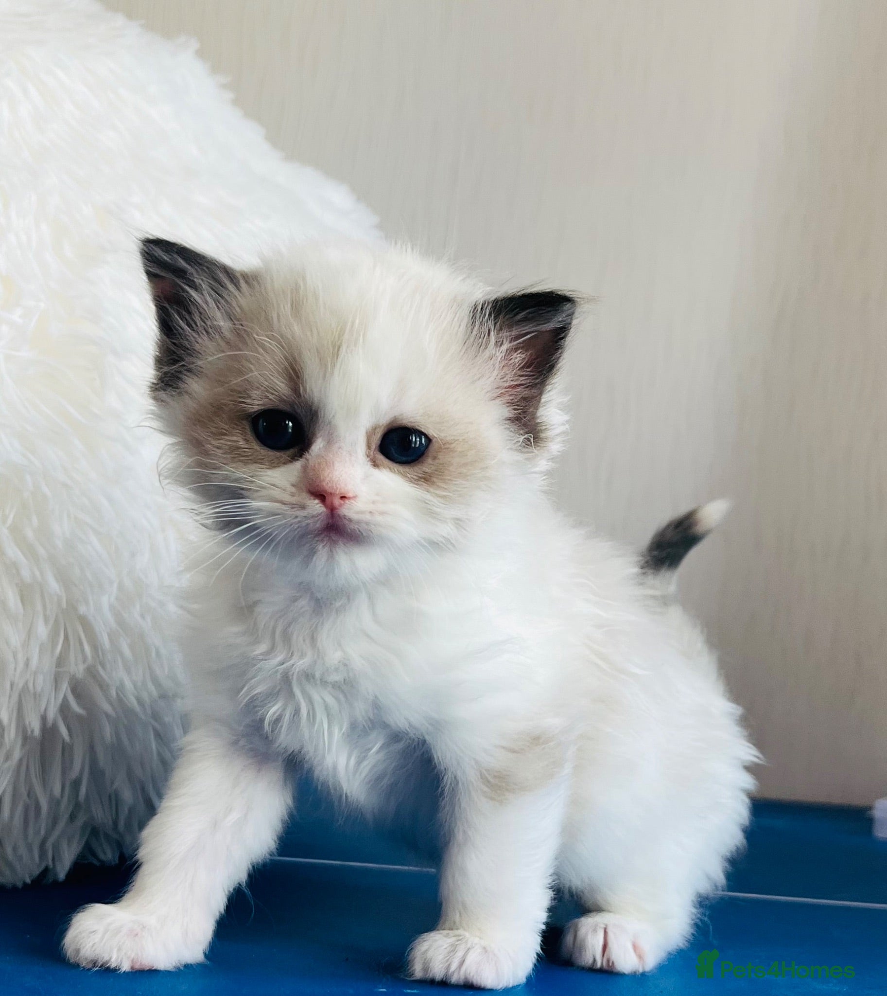 Ragdoll cats GCCF registered Ragdoll Kittens - Advert 1