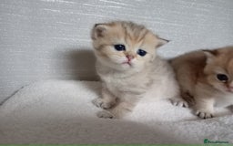 British Shorthair cats for sale: Quality X4 British Longhair x2 British Shorthair - Image 7