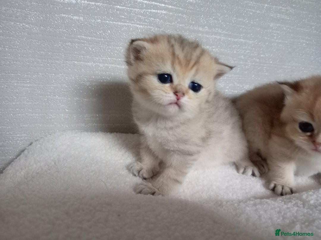 British Shorthair cats for sale: Quality X4 British Longhair x2 British Shorthair - Image 7