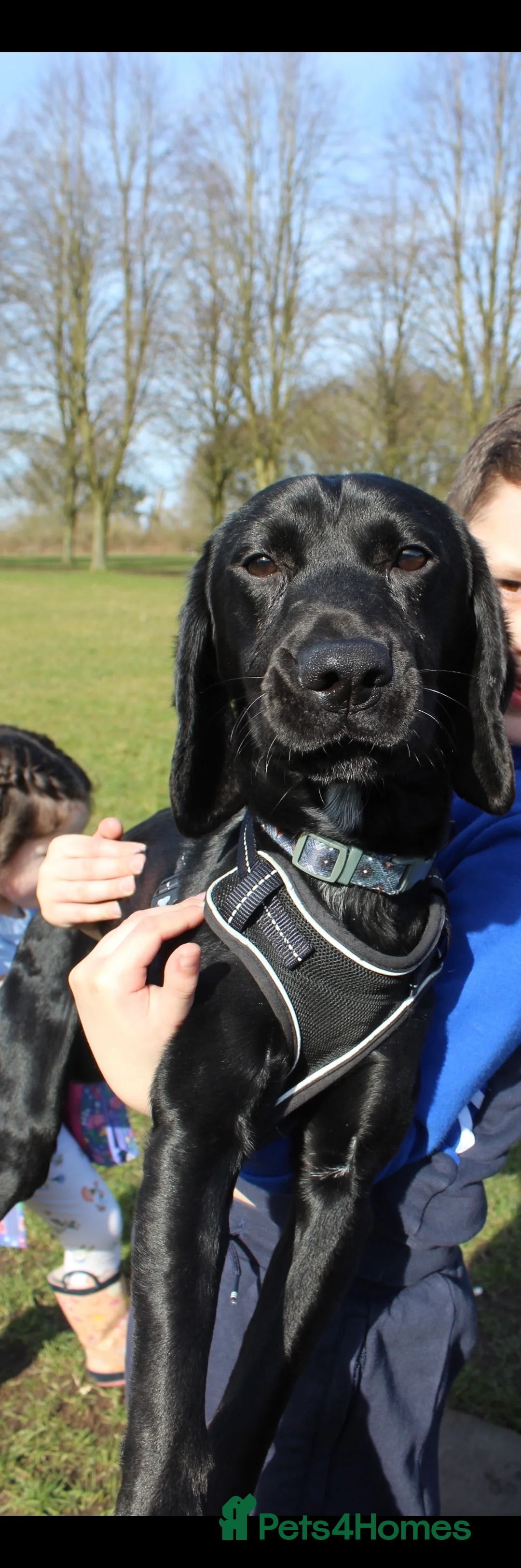 Springador dogs for sale: Re homing Springador   - Advert 5