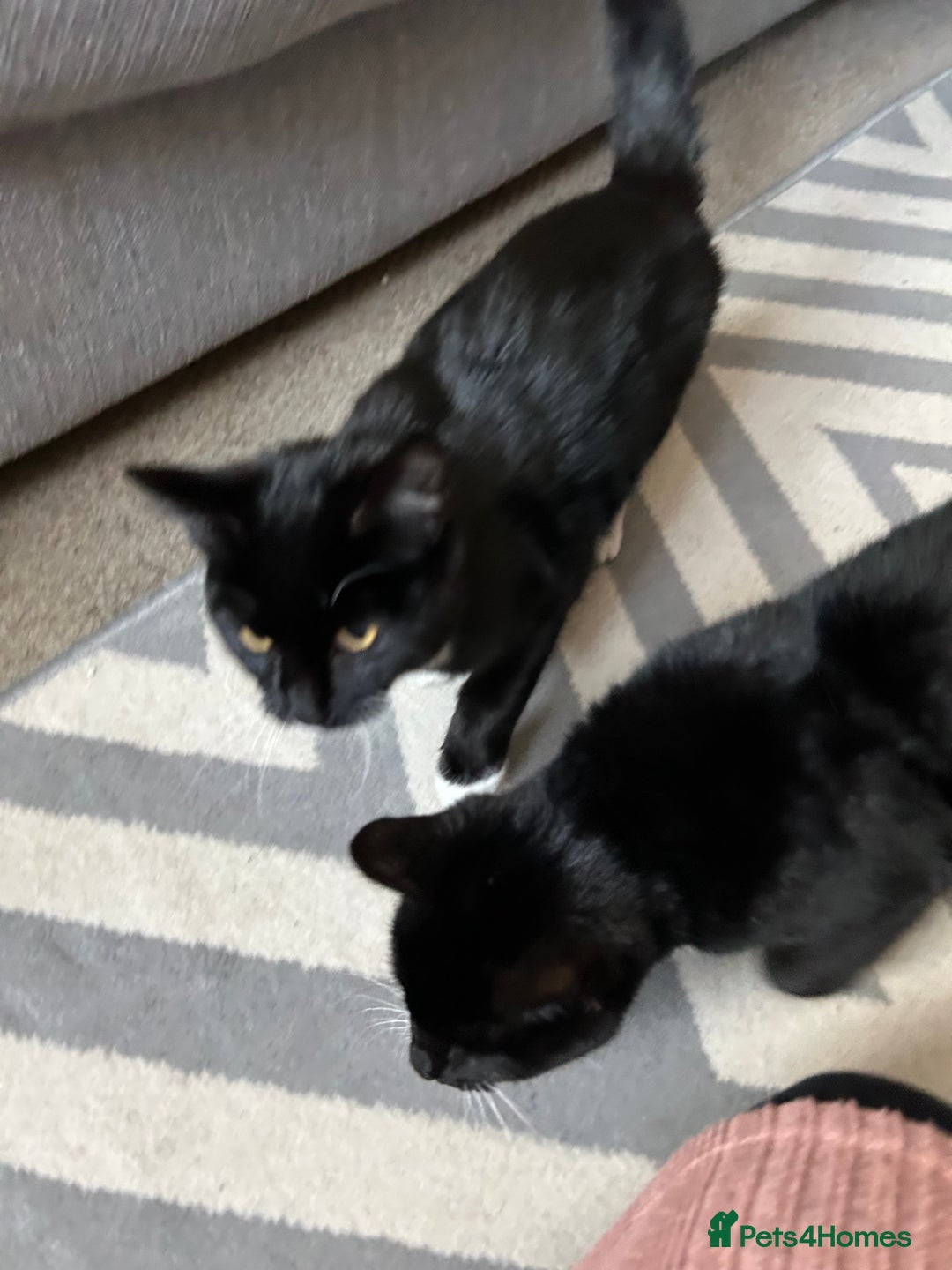 Mixed Breed cats for sale: 2 black and white kittens to go together - Advert 6