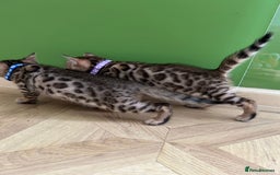Bengal cats for sale: ❤️ Gorgeous Pure Bengal Kittens Available ❤️ - Image 16