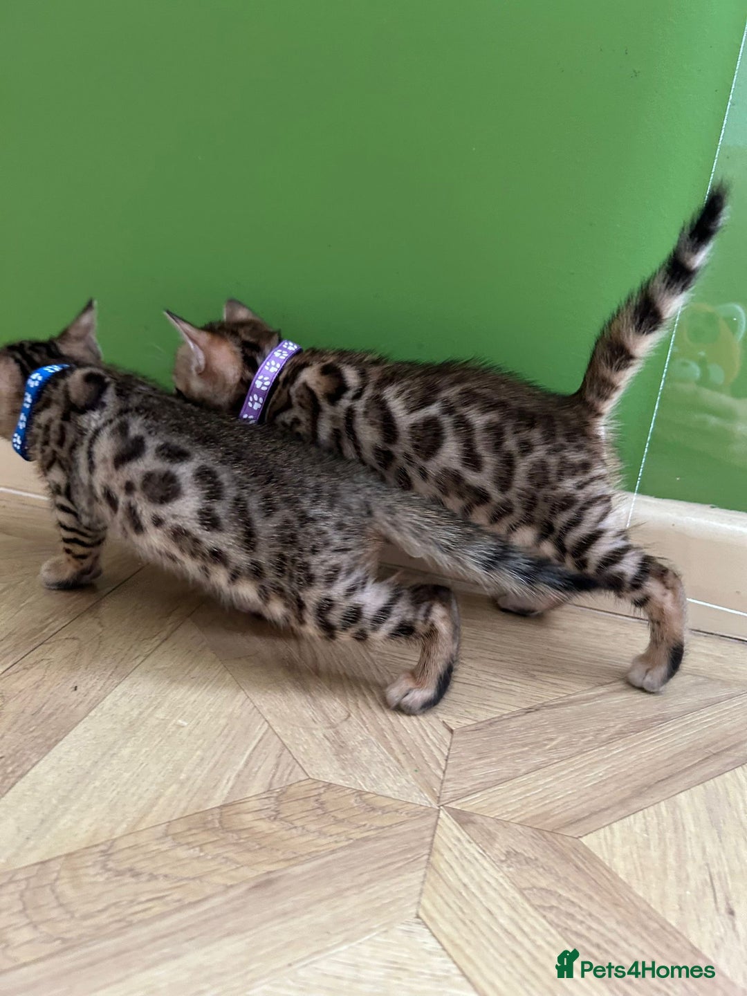 Bengal cats for sale: ❤️ Gorgeous Pure Bengal Kittens Available ❤️ - Image 16