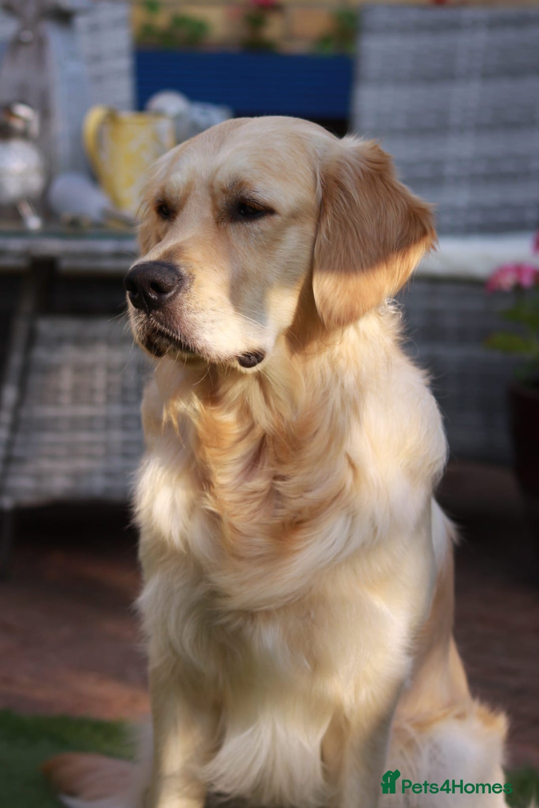 Golden Retriever dogs for stud: Duke, Proven KC registered  for stud. in Faringdon - Image 5