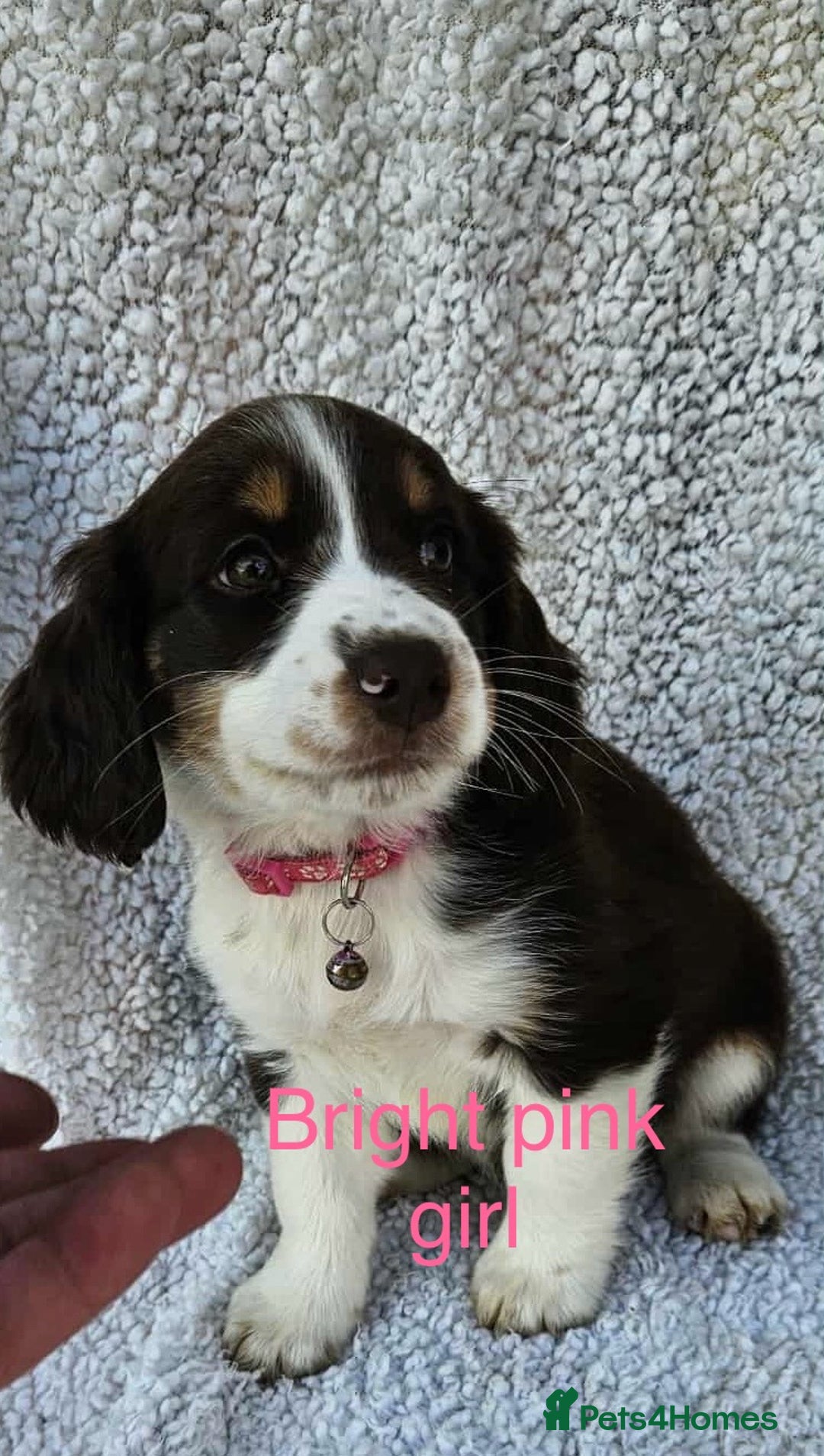 Cocker Spaniel dogs for sale: Cocker spaniel  - Image 7