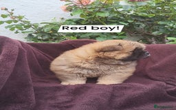 Chow Chow dogs for sale: Chow Chow Puppy 1 - 5 star KC registered Chow Chow puppies - Image 5
