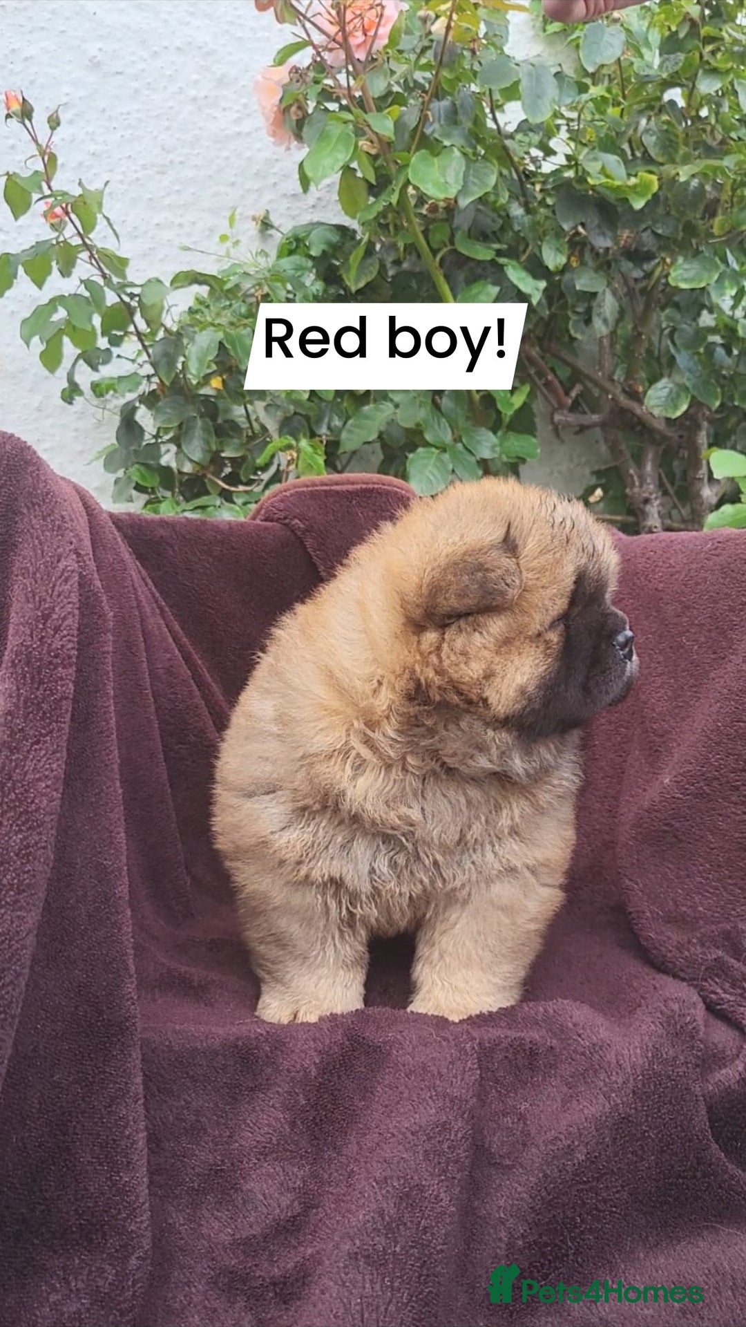 Chow Chow dogs for sale: Chow Chow Puppy 1 - 5 star KC registered Chow Chow puppies - Image 5