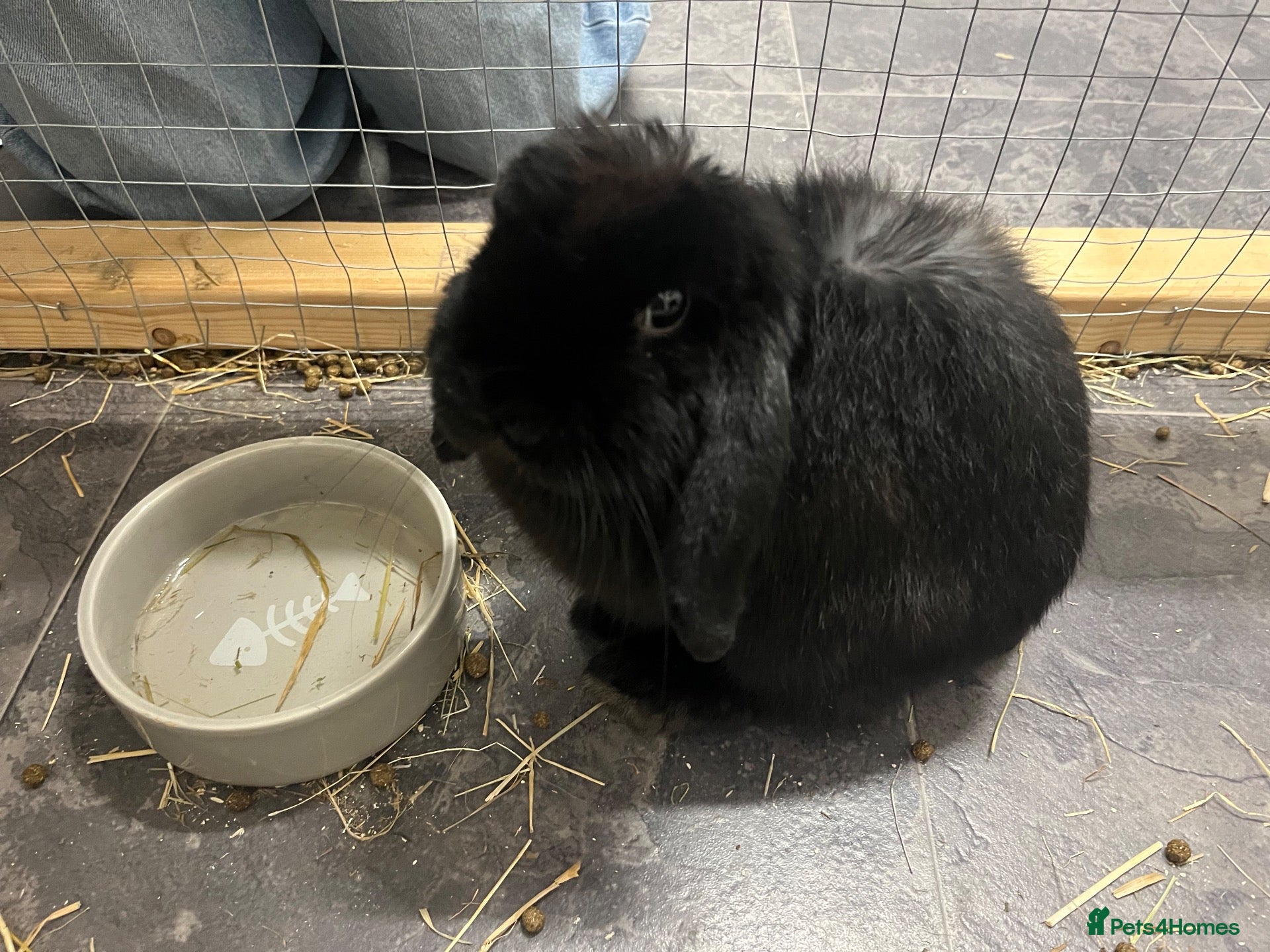 Mini Lop rabbits Mini lop rabbit - Coconut - Advert 1