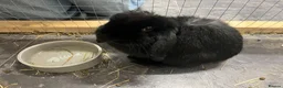 Mini Lop rabbits for sale: Mini lop rabbit - Coconut in Barry - Advert 1