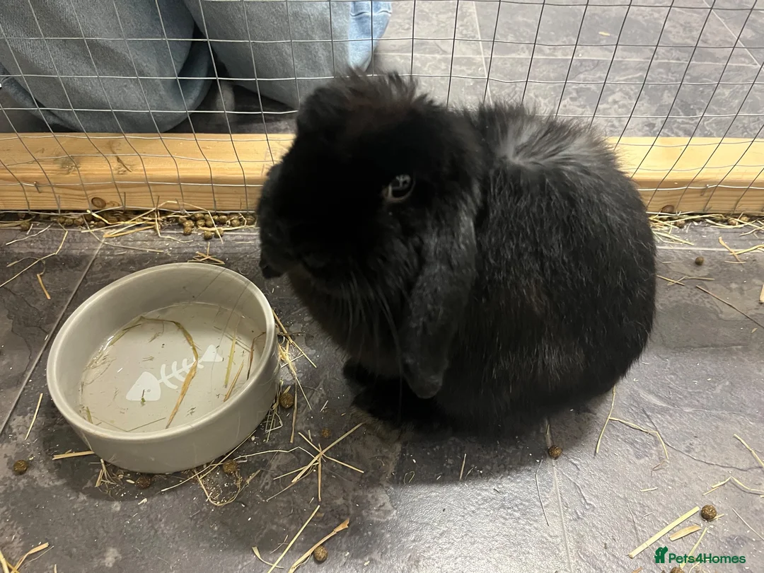Mini Lop rabbits for sale: Mini lop rabbit - Coconut in Barry - Advert 1