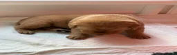 Labrador Retriever dogs for sale: Beautiful Labrador retriever puppies for sale - Advert 15