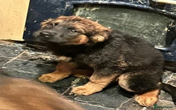 Mixed Breed dogs for sale: Rottweiler x Akita  mastiff pups - Advert 28