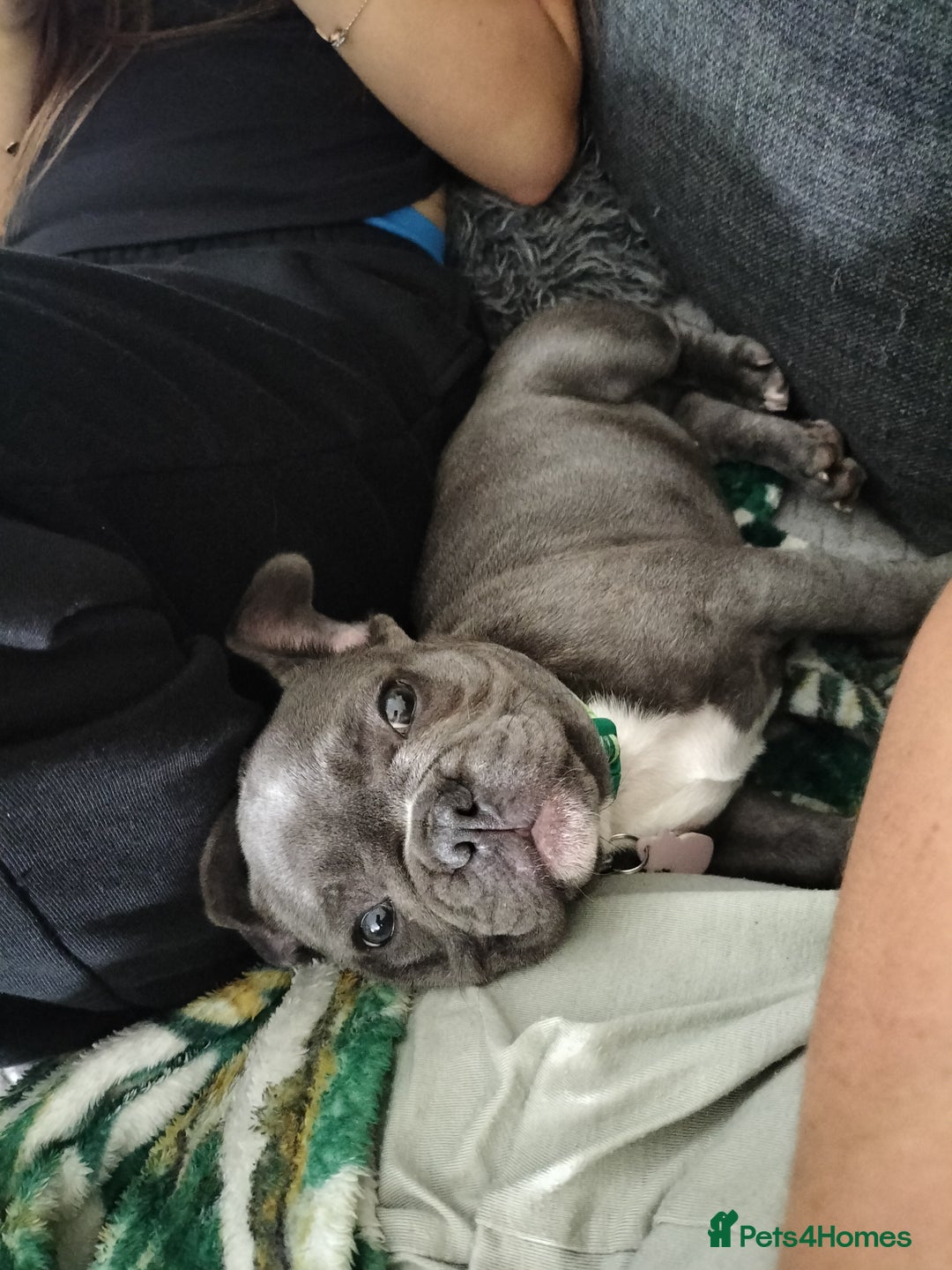 French Bulldog dogs for sale: Lady Grey 🩶 - Image 5