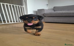 Rottweiler dogs for sale: KC Registered Rottweiler Puppies - Image 6