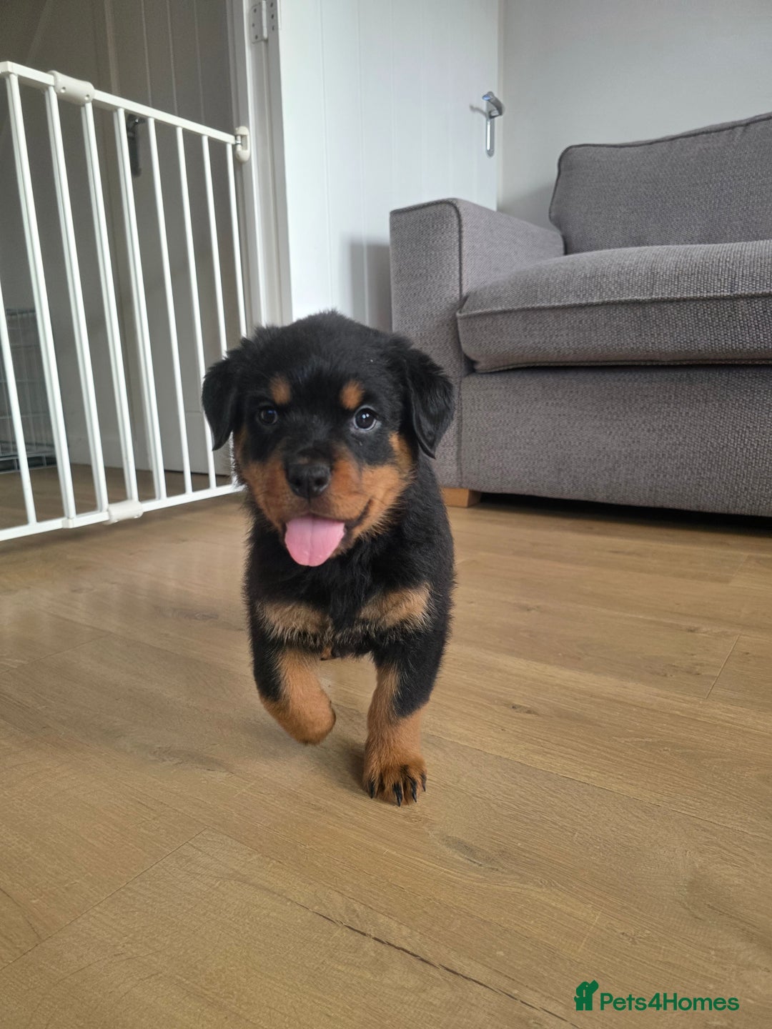 Rottweiler dogs for sale: KC Registered Rottweiler Puppies - Image 6