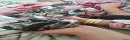 Mixed Breed cats for sale: Fluffy kittens  - Advert 4