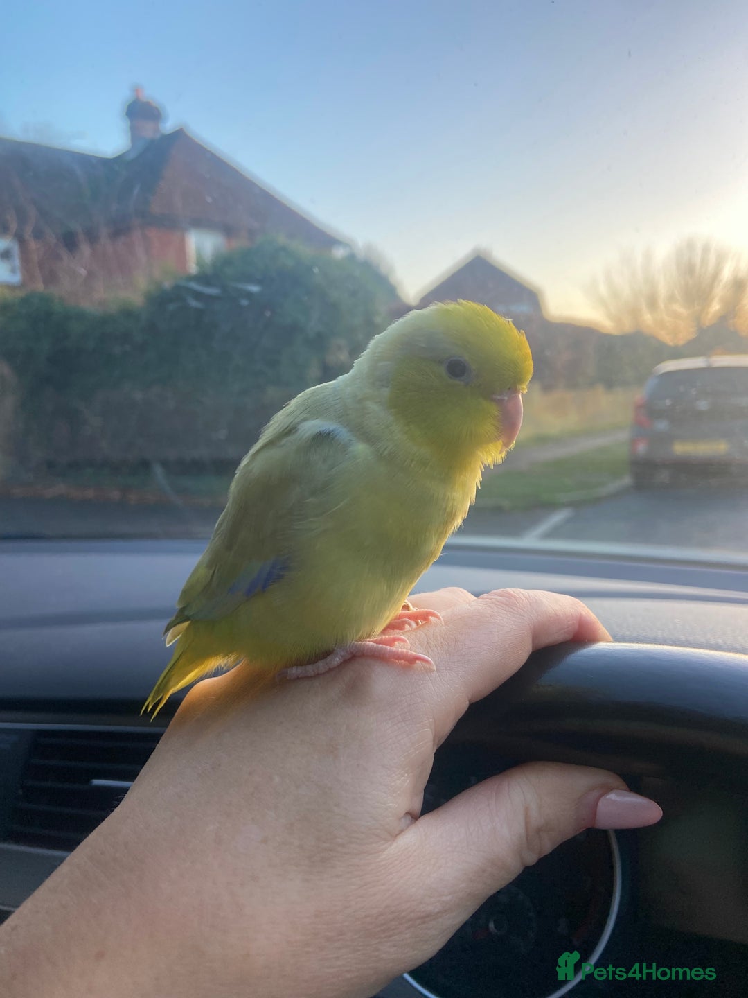 Parakeets birds for sale: Parrotlet sadly for rehoming - Advert 1