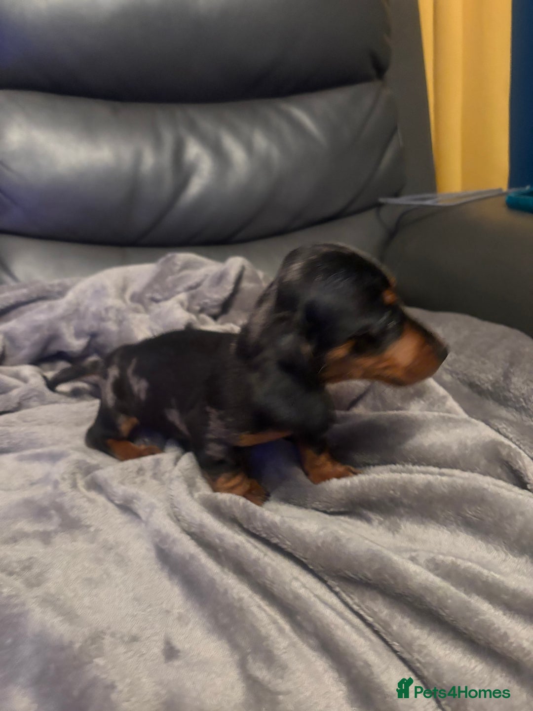 Miniature Dachshund dogs for sale: Miniature Dachshund - Advert 5