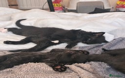 Bengal cats for sale: 5 kittens for sale  - Image 9