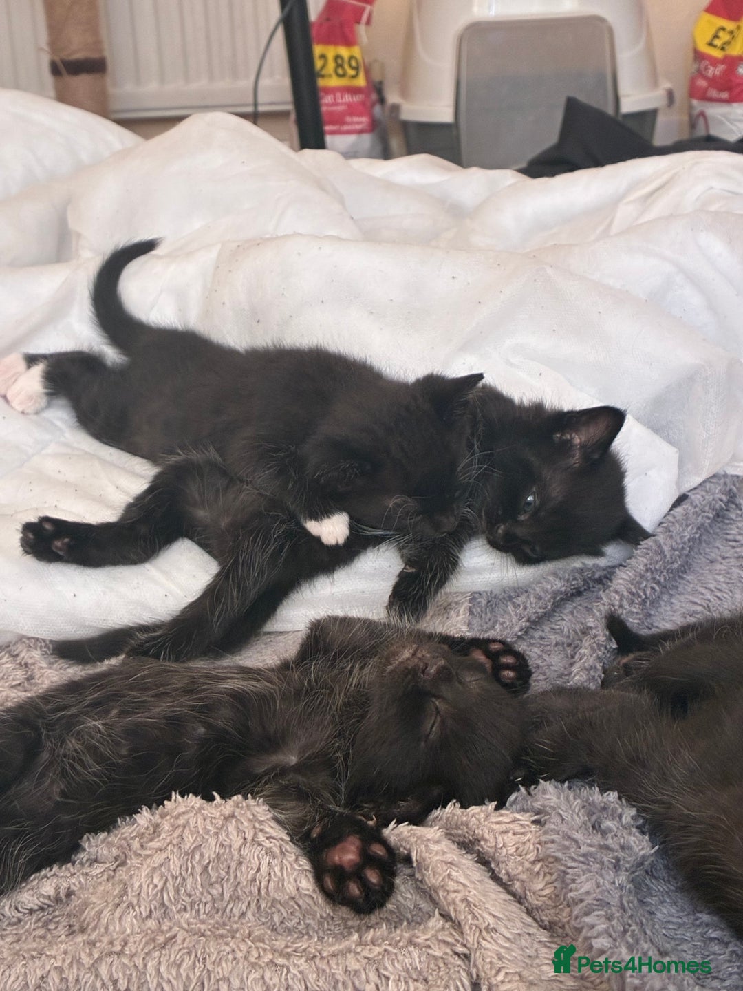 Bengal cats for sale: 5 kittens for sale  - Image 9
