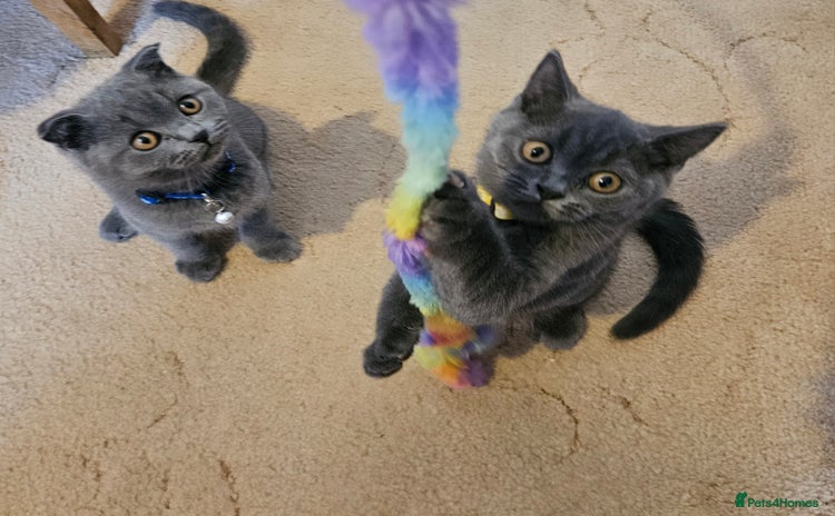 British Shorthair cats - Advert 8