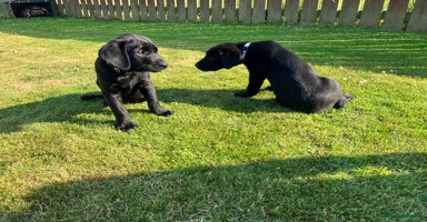 Labrador Retriever dogs - Advert 13
