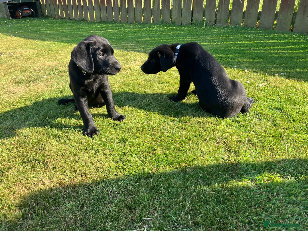 Labrador Retriever dogs for sale: Black Labrador Retriever - Image 2