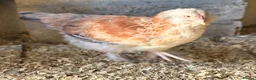 Chickens poultry for sale: Salmon Faverolle trio and pair for sale - Advert 7