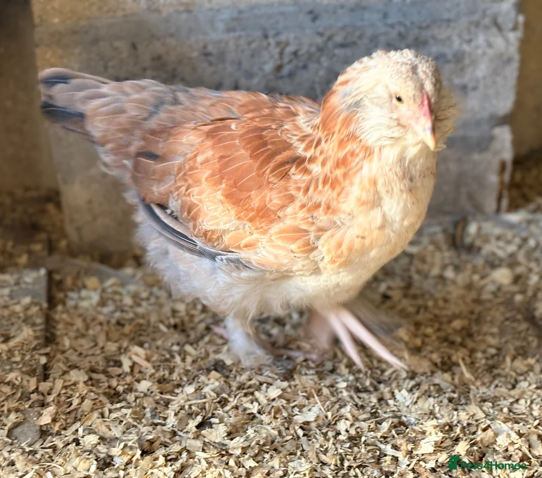 Chickens poultry for sale: Salmon Faverolle trio and pair for sale - Advert 7