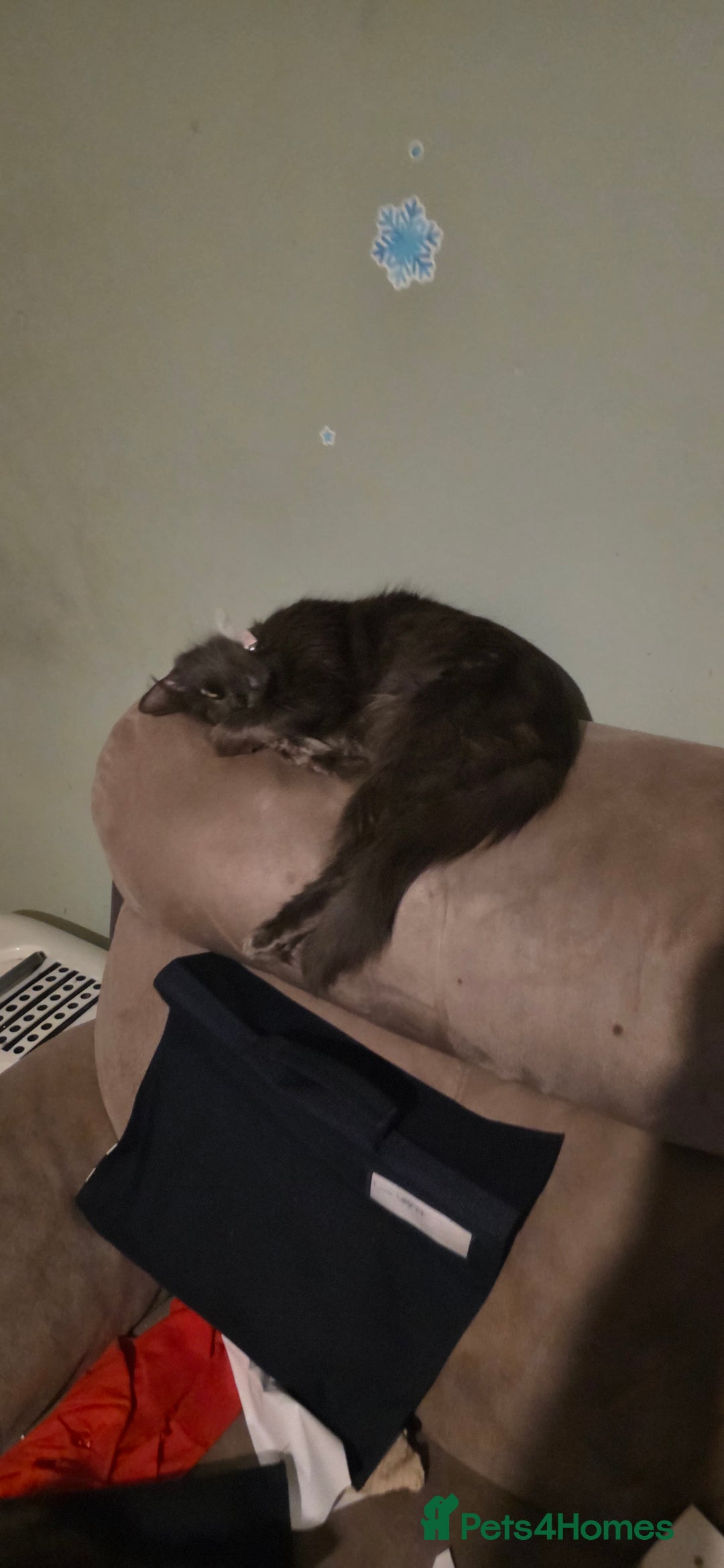 Ragdoll cats for sale: Ragdoll kitten for sale  - Advert 5