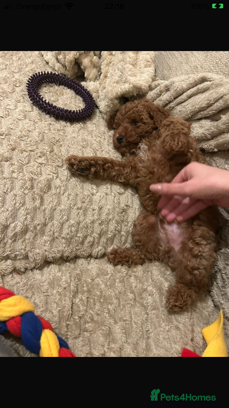 Poochon dogs for sale: Poochon puppies - ready start of school holidays  - Advert 13